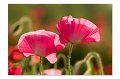 Mohn M 03